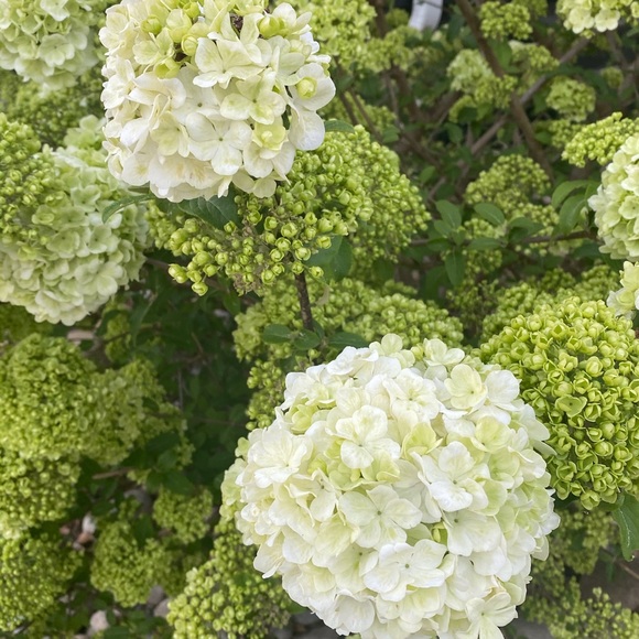 Meet your Posher, Tracy - Picture 1 of 1